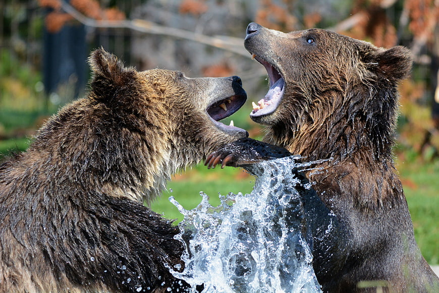 Two Brown Bears Sparring in Water Splash