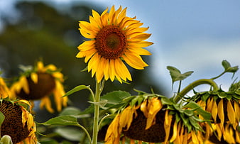 Vibrant Sunflower Blooming in Field with Blue Sky
