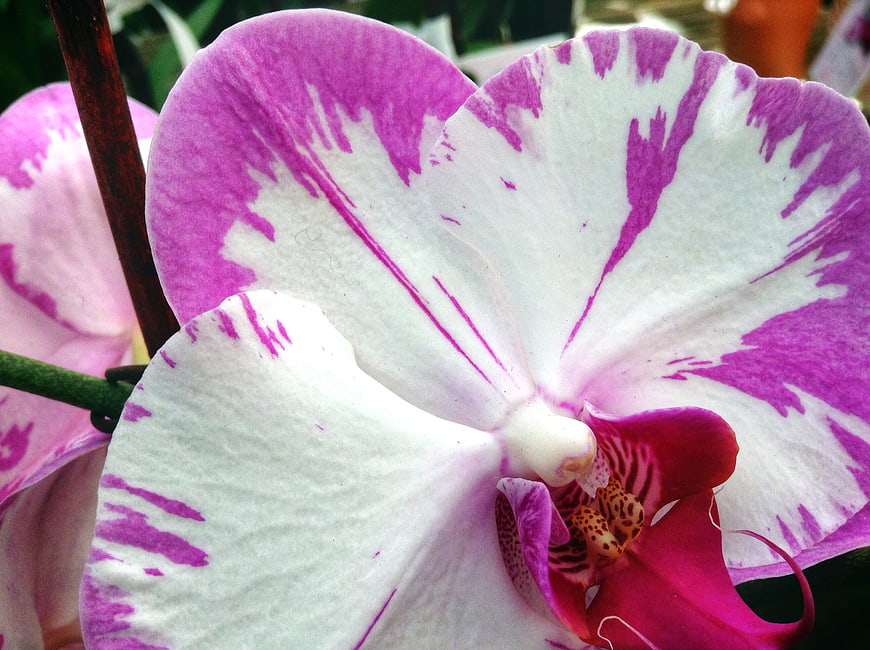 Close-up of White and Purple Phalaenopsis Orchid