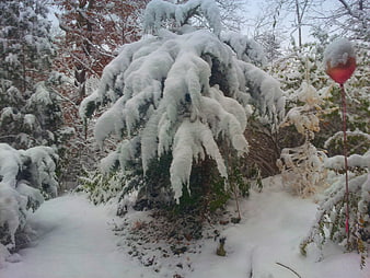 Snow-covered evergreen bush with red balloon in winter garden