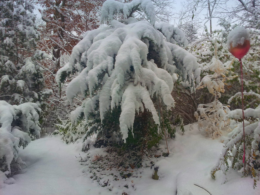 Snow-covered evergreen bush with red balloon in winter garden