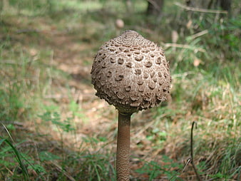 Close-up of Shaggy Ink Cap Mushroom in Forest