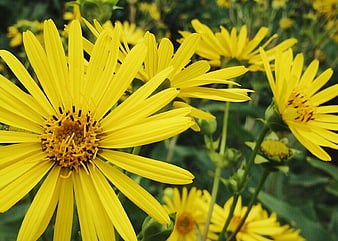 Close-up of vibrant yellow wildflowers in a garden
