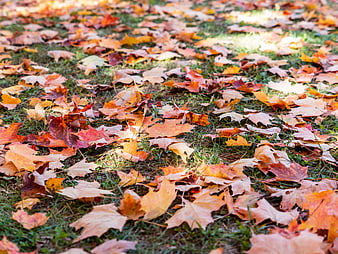 Colorful Autumn Maple Leaves Scattered on Green Grass