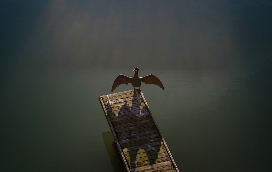 Cormorant Drying Wings on Wooden Dock at Sunset
