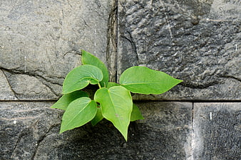Green plant sprouting from stone wall crack