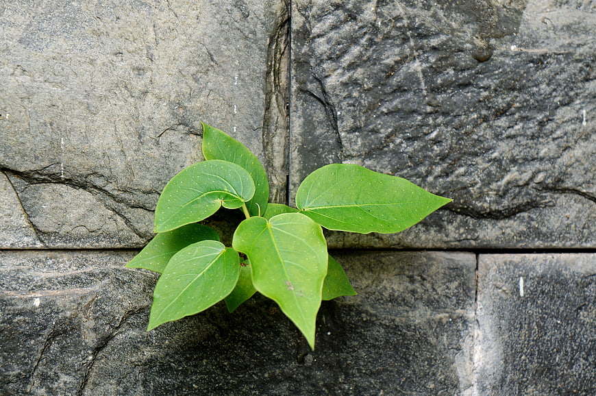 Green plant sprouting from stone wall crack