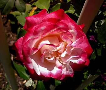 Vibrant Pink and White Rose in Garden Sunlight