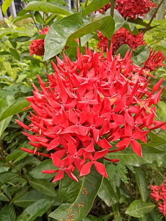 Vibrant Red Ixora Flower Cluster in Garden