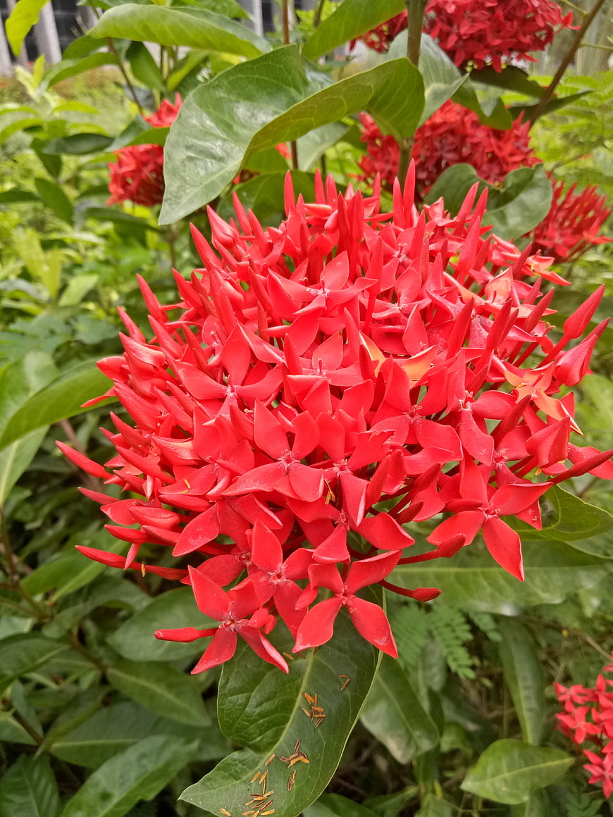 Vibrant Red Ixora Flower Cluster in Garden