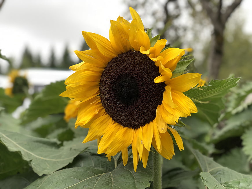 Close-up of a vibrant yellow sunflower in a field