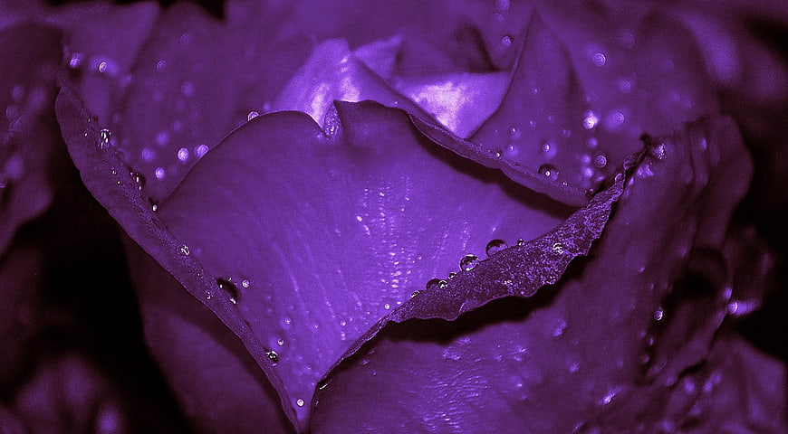 Close-up of purple rose petals with water droplets