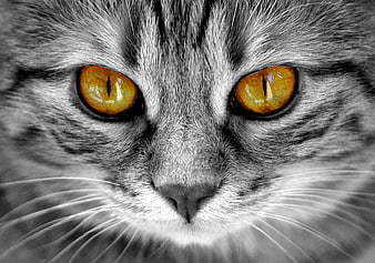 Close-up portrait of a gray tabby cat with striking amber eyes