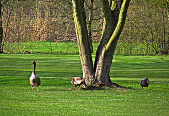 Three Geese Grazing on Green Grass Near Large Tree