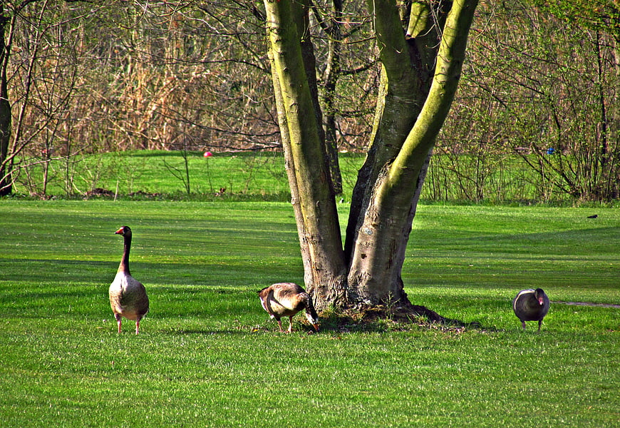 Three Geese Grazing on Green Grass Near Large Tree
