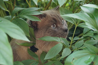 Curious brown cat hiding in lush green leaves
