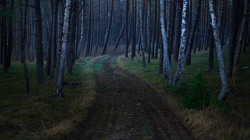 Dark Forest Path with Birch Trees in Misty Woods
