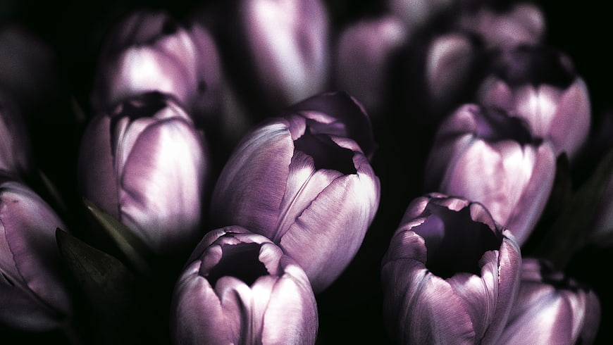 Dark moody purple tulips close-up on black background