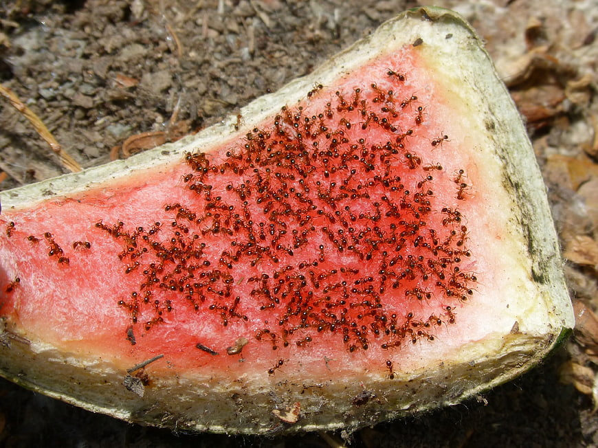 Red Ants Swarming on Watermelon Slice on Ground
