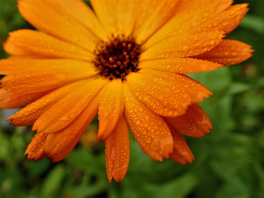 Close-up of orange flower with water droplets