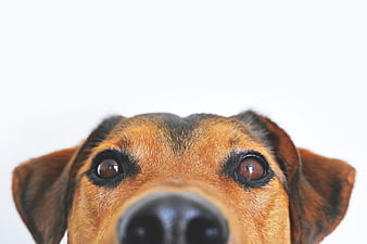 Close-up of Cute Dog Face on White Background
