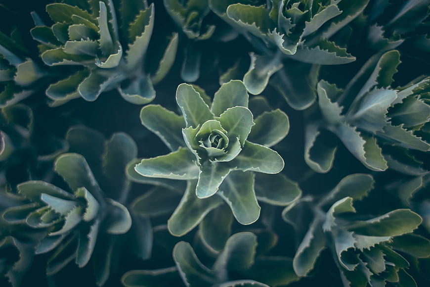 Close-up of Green Succulent Plant Leaves