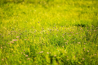 Vibrant Green Meadow with Wildflowers in Summer Sunlight