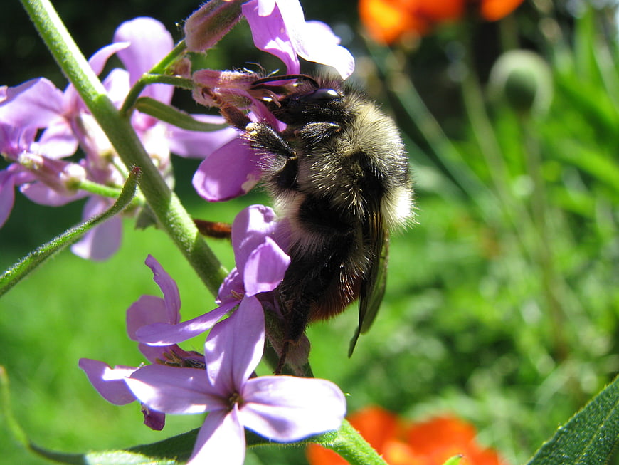 Close-up of a bumblebee pollinating purple flowers