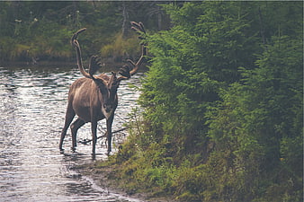 Caribou with velvet antlers standing in a river