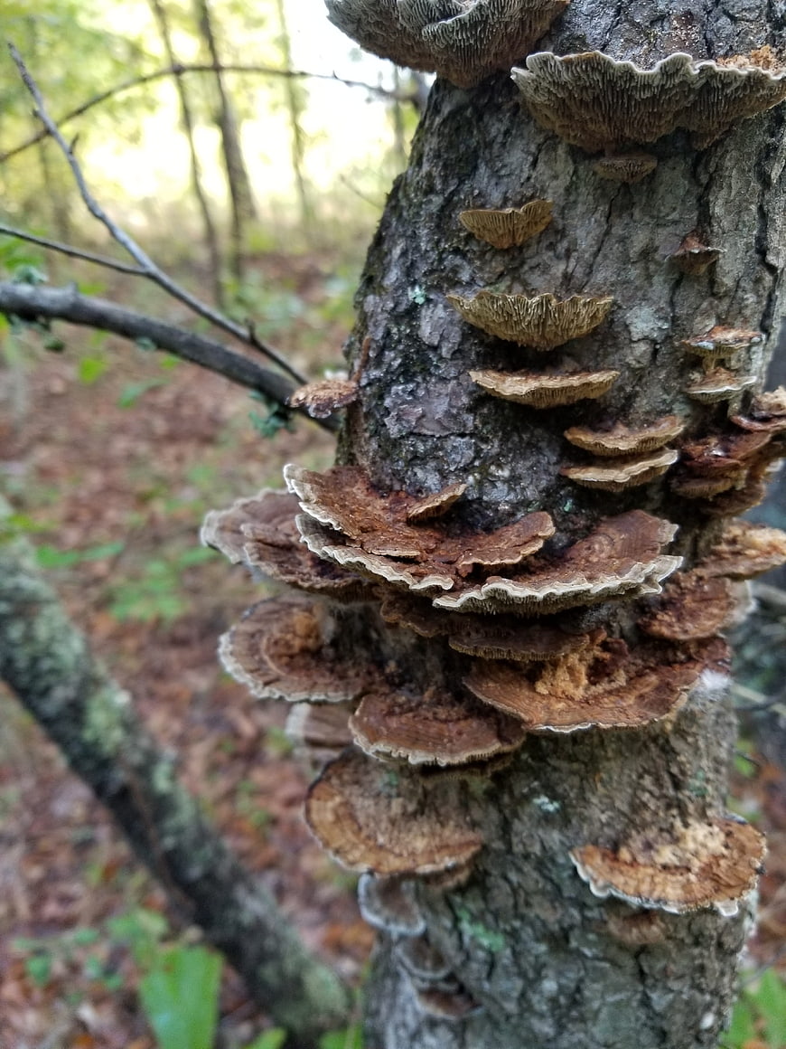 Close-up of brown bracket fungi growing on tree bark