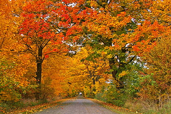 Vibrant Autumn Road Lined with Colorful Trees
