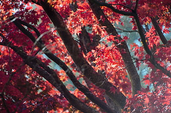 Vibrant Red Autumn Maple Leaves on Dark Branches