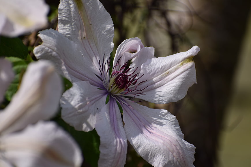 Close-up of white clematis flower with purple center