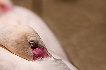 Close-up of a sleeping pink flamingo head with detailed eye