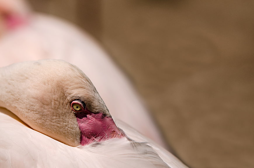 Close-up of a sleeping pink flamingo head with detailed eye