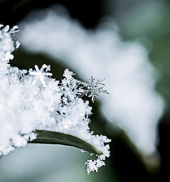 Macro Close-Up of Delicate Snowflake on Snowy Leaf