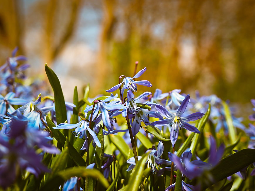 Close-up of vibrant blue spring flowers in sunlight