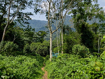 Dirt trail winding through lush green jungle forest landscape