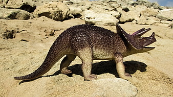 Brown Triceratops Model On Rocky Sand