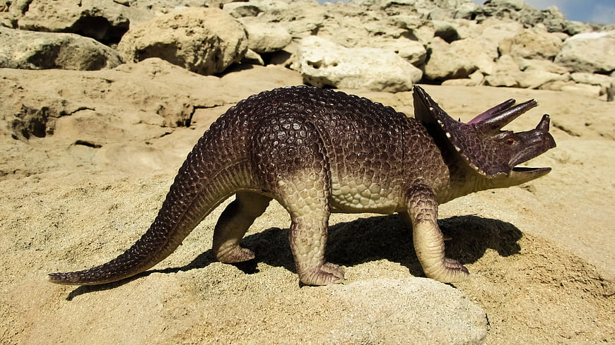 Brown Triceratops Model On Rocky Sand