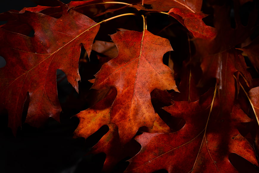 Close-up of vibrant red oak leaves in autumn