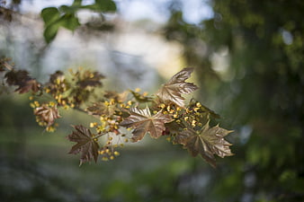Close-up of Japanese Maple Branch with Yellow Flowers