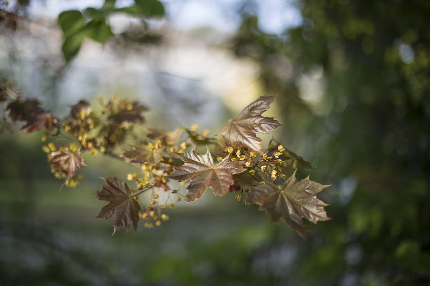 Close-up of Japanese Maple Branch with Yellow Flowers