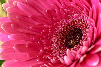 Vibrant Pink Gerbera Daisy Macro Close-Up
