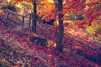 Vibrant Autumn Forest Path With Fallen Leaves And Wooden Fence