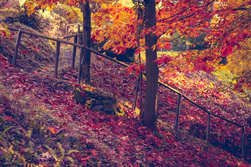 Vibrant Autumn Forest Path With Fallen Leaves And Wooden Fence