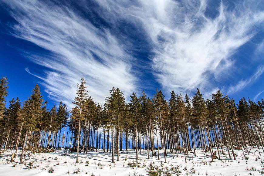 Winter Forest Landscape with Dramatic Cirrus Clouds