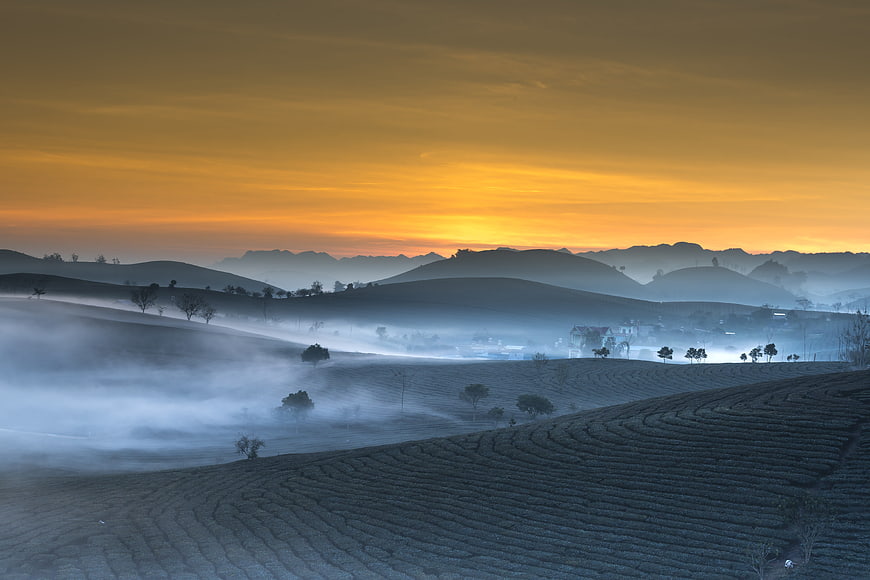Misty Tea Plantation Hills at Golden Sunrise