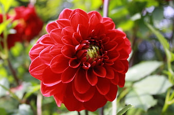 Vibrant Red Dahlia Flower Close-Up in Garden