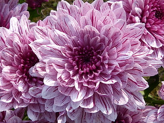 Close-up of purple and white striped chrysanthemum flowers